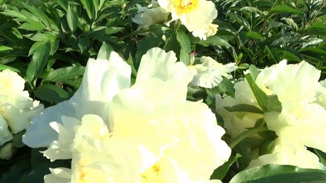 Пион Санни Гёрл (Солнечная Девочка) / Peony Sunny Girl - Сад на Волхове