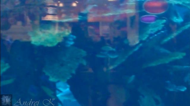 Развлечения в Дубае -Dubai Mall Aquarium смотреть онлайн