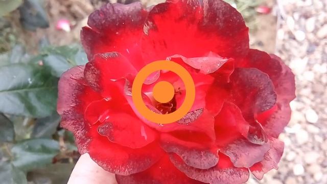 Красивые Розы в моем саду, осень, петунии, георгины#розы в саду# дача смотреть онлайн