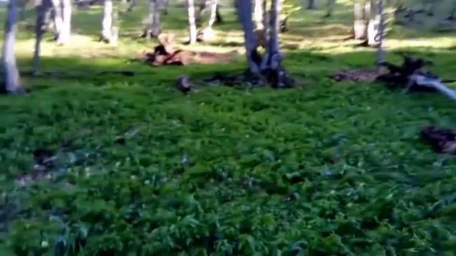 Сергей Будков. Образовательный проект "Сфера". "Неделя Дерева". смотреть онлайн