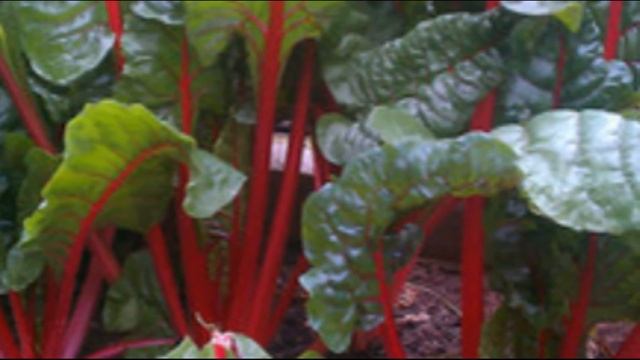 Листовая свекла Что за овощ и как правильно его вырастить смотреть онлайн