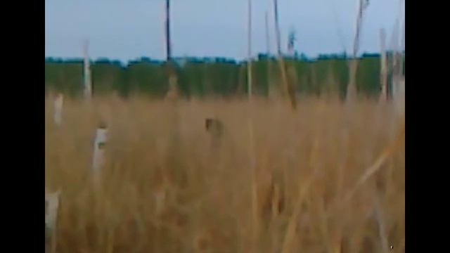 в Челябинске на озере Тишки рыбаки сняли на видео живую чупакабру! смотреть онлайн