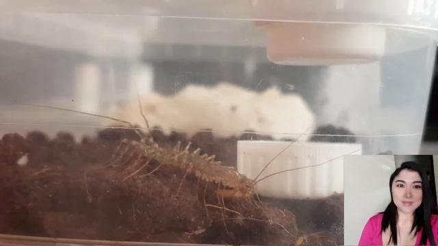 Моя мухоловка родила и пыталась съесть своих детишек! scutigera coleoptrata смотреть онлайн