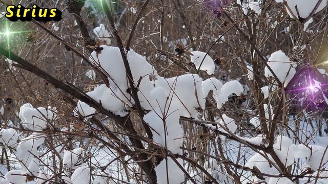 28 декабря день Трифона: что категорически нельзя делать смотреть онлайн