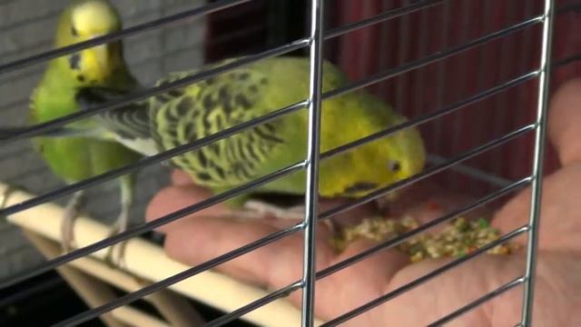 Как приручить попугаев. Наши волнистики смотреть онлайн