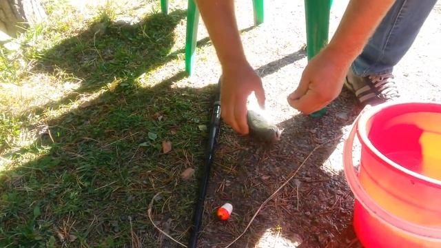 Форель для меня. смотреть онлайн