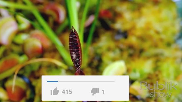 ЧТО БУДЕТ, ЕСЛИ ВСТРЕТИТЬ ХИЩНОЕ РАСТЕНИЕ? Венерина мухоловка от Bublik Show Slivki смотреть онлайн