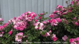 Обзор розы Модерн Сентенниал (Канадская) - Morden Centennial (Marshall, 1980)