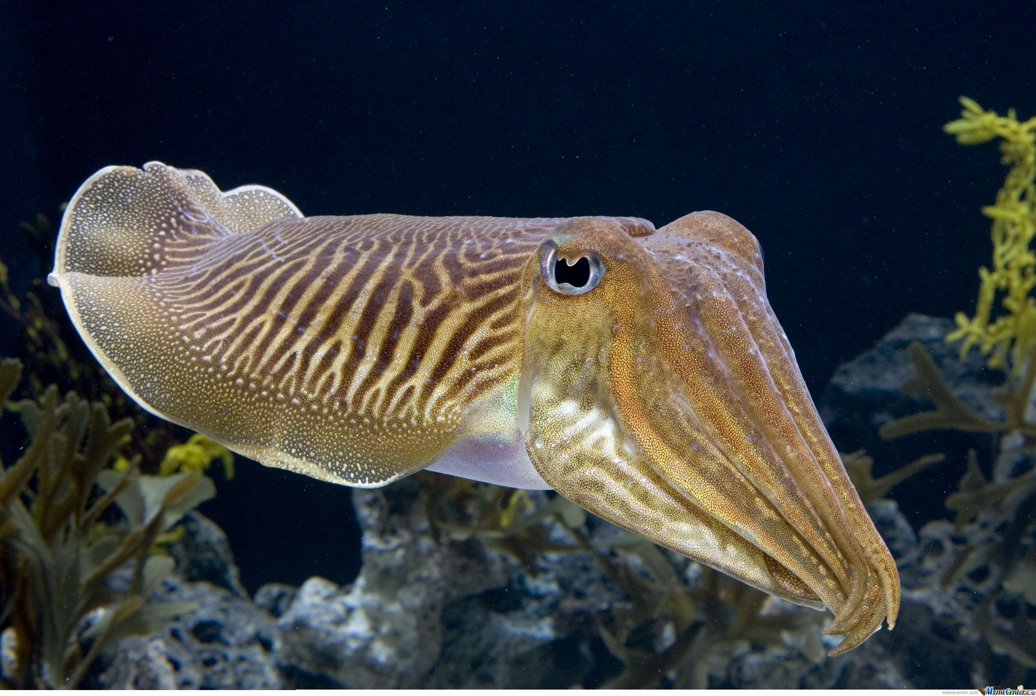 Инопланетянин подводного мира гипнотизирующий жертв. Каракатица смотреть онлайн