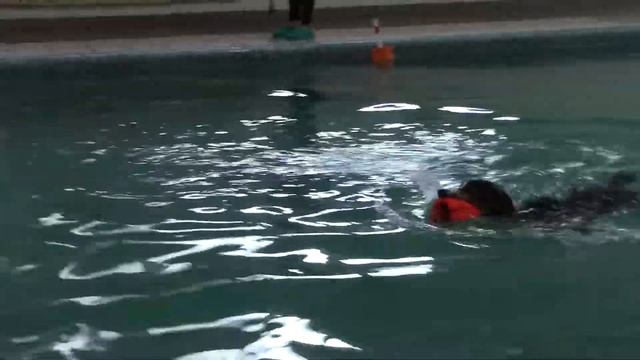 Чиж Дарья и Эксель Dog Diving (1 дивизион) 22.08.20 смотреть онлайн