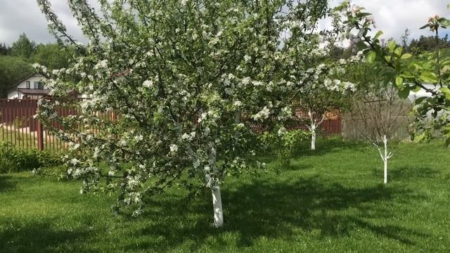 Май в саду. Розы, метельчатые гортензии, айва, клематисы и опоры.. Прогулка и обзор смотреть онлайн