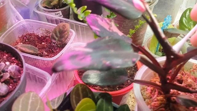 Лист комнатного растения не может раскрыться. Что можно сделать? смотреть онлайн