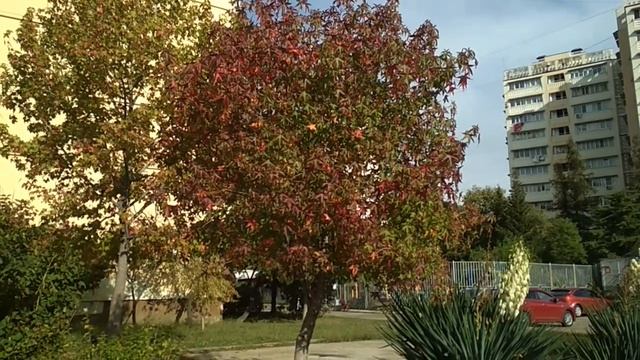 Осень ... Чудесные платаны. смотреть онлайн