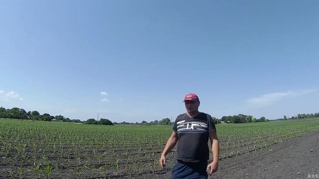 Сахарная Кукуруза. Капельный Полив Кукурузы. Гибрид Добрыня смотреть онлайн