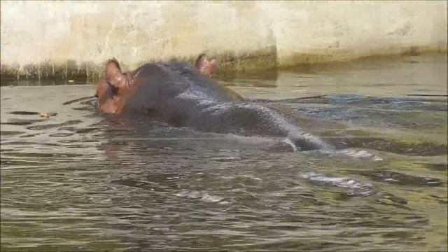 Flusspferd (Hippopotamus amphibius) - Hippopotamus смотреть онлайн