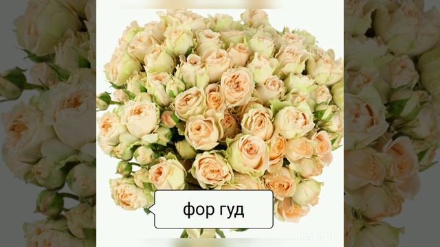 спрей розы на весну 2022 питомник несиных смотреть онлайн