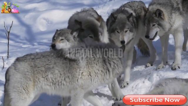 wolves mating | wolf mating | Animals Mating смотреть онлайн