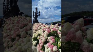 Замок Гарибальди - потрясающая изгородь из цветущих гортензий!