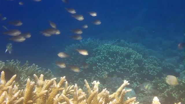 Fishes Takin Care of Business: Kwaj Atoll смотреть онлайн