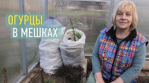 Ранние огурцы: попробовала высадить в мешках, уже цветут