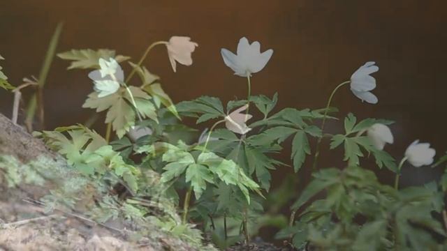 Wood Anemone / Ветреница дубравная / Anemone Nemorosa