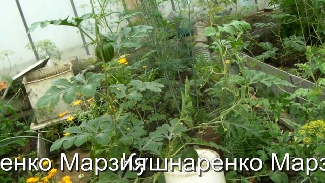 Сад и Огород, Дача - Арбузы в теплице опыт 2017 смотреть онлайн