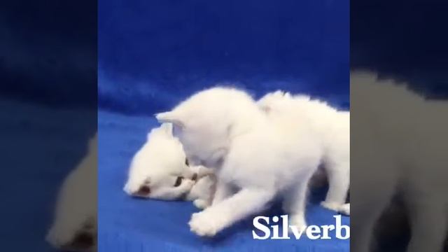 British shorthair Британская шиншилла колор поинт смотреть онлайн