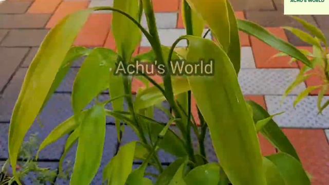 ഇരുപത്തിയഞ്ചോളം ഡ്രസീന ചെടികൾ നിങ്ങൾ കണ്ടിട്ടുണ്ടോ?? | DRACENA PLANT (CORDYLINE ) | Malayalam смотреть онлайн