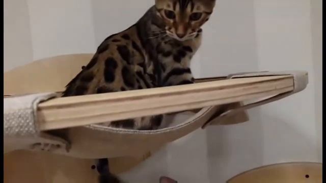 Веселые бенгальские коты)) смотреть онлайн