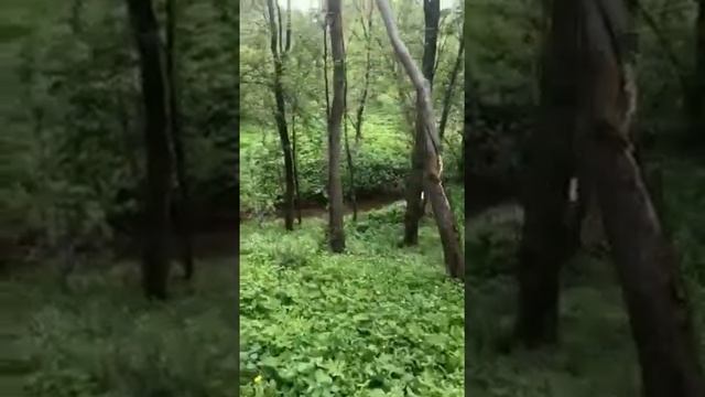 1-я линия участков Другие Дачи смотреть онлайн