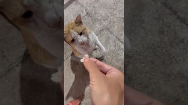 Это он в какой тональности поёт? смотреть онлайн