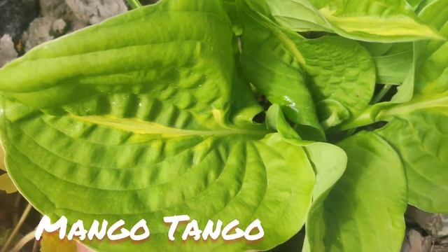 Хоста Mango Tango смотреть онлайн
