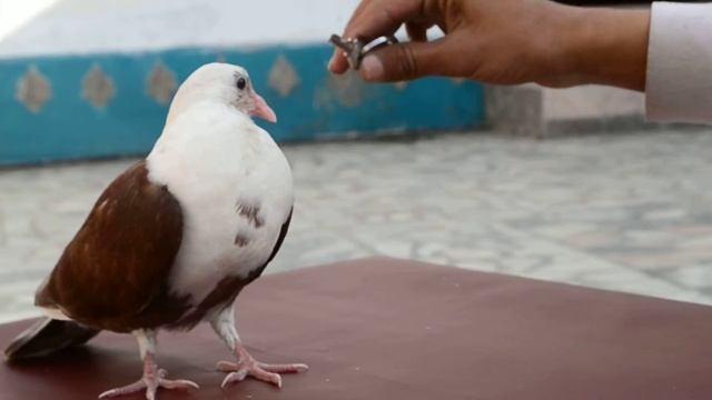 Nikon d3100 Video Sample Untouched смотреть онлайн