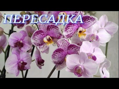 Быстрая пересадка двух орхидей в закрытую систему