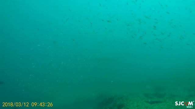 Африка.Мозамбик.Дайвинг на Тофо.Ну наконец то гигантская манта.Ура!.Март2018 смотреть онлайн