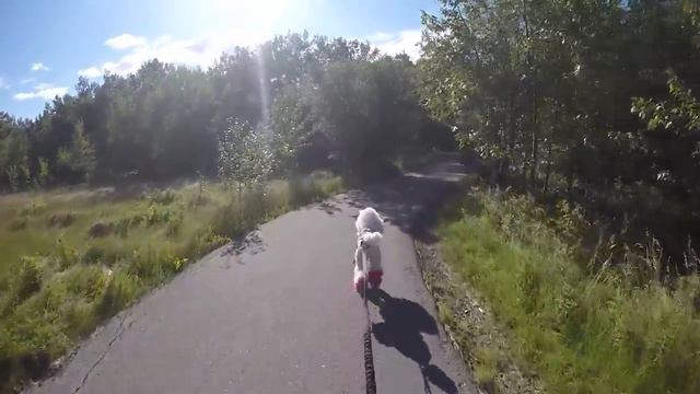 Vogue scooter joring for the first time! смотреть онлайн