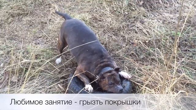 Американский стаффордширский терьер "Джесси". Жадно грызет покрышку. смотреть онлайн