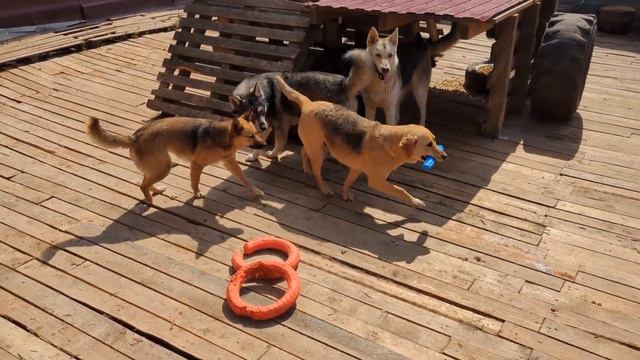 Отмываем большой вольер, новости про Кабачка и персональная игрушка Мэри смотреть онлайн