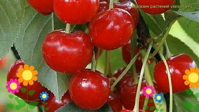 Вишня обыкновенная Панди. Краткий обзор, описание характеристик prunus cerasus Pandy смотреть онлайн