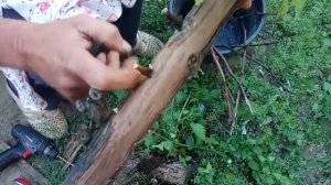 Прививаем виноград на шелковице