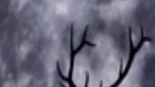 Микс "животные". Фото животных. Под музыку смотреть онлайн