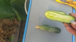 Огурцы БЬЁРН f1 и ПАРАТУНКА f1 в моей теплице.