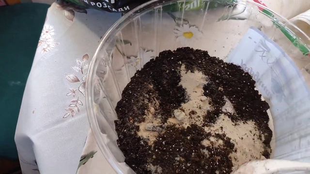Черенкование хризантемы из подарочных горшков для высадки в о.г. смотреть онлайн