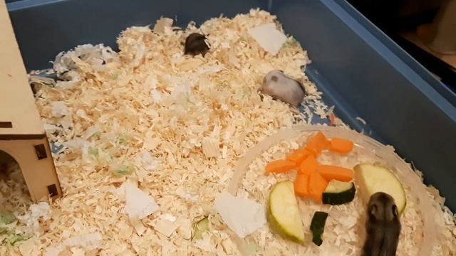 Маленьким джунгарикам 11 дней. Сами кушают. смотреть онлайн