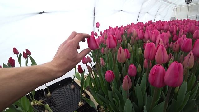 Зацветают все сорта! Обзор на 23 февраля. смотреть онлайн