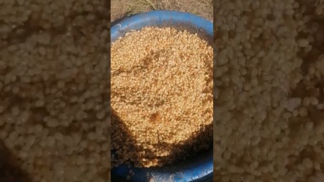 кормление цесарок смотреть онлайн