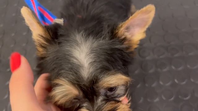 VLOG:ЩЕНКАМ ЙОРКА 2 МЕСЯЦА| Груминг|СТРИЖКА|ЕДЕМ в клинику |Йоркширские терьеры ❤️ смотреть онлайн