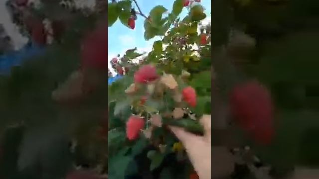 Малина Гусар смотреть онлайн