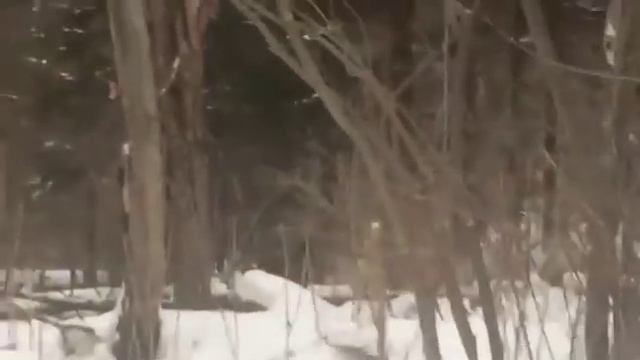 Туристы встретили тигра в Шкотовском районе смотреть онлайн