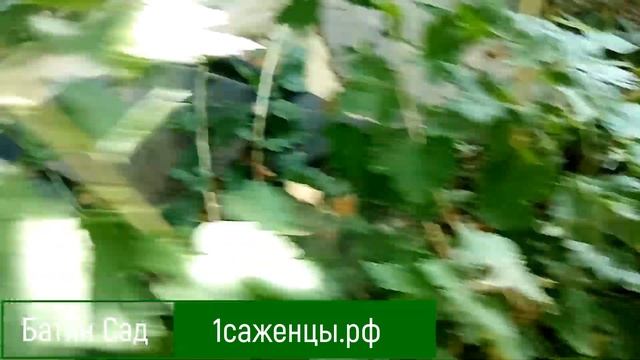 Крыжовник Звездочет смотреть онлайн